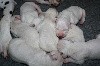  - Naissance des 10 chiots de Pearl (6 mâles et 4 femelles)
