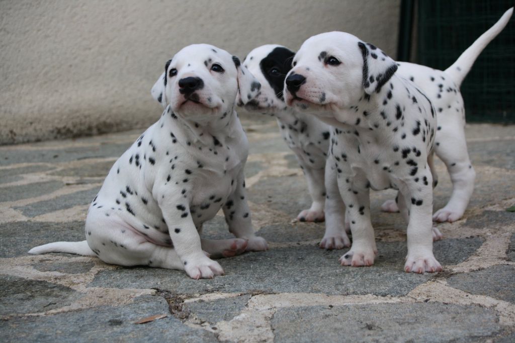 chiot Dalmatien De la mare aux buis