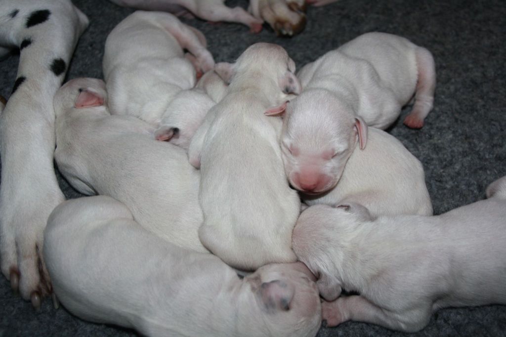 chiot Dalmatien De la mare aux buis