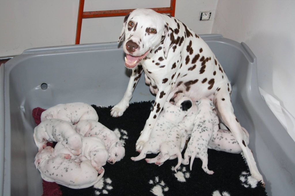 chiot Dalmatien De la mare aux buis