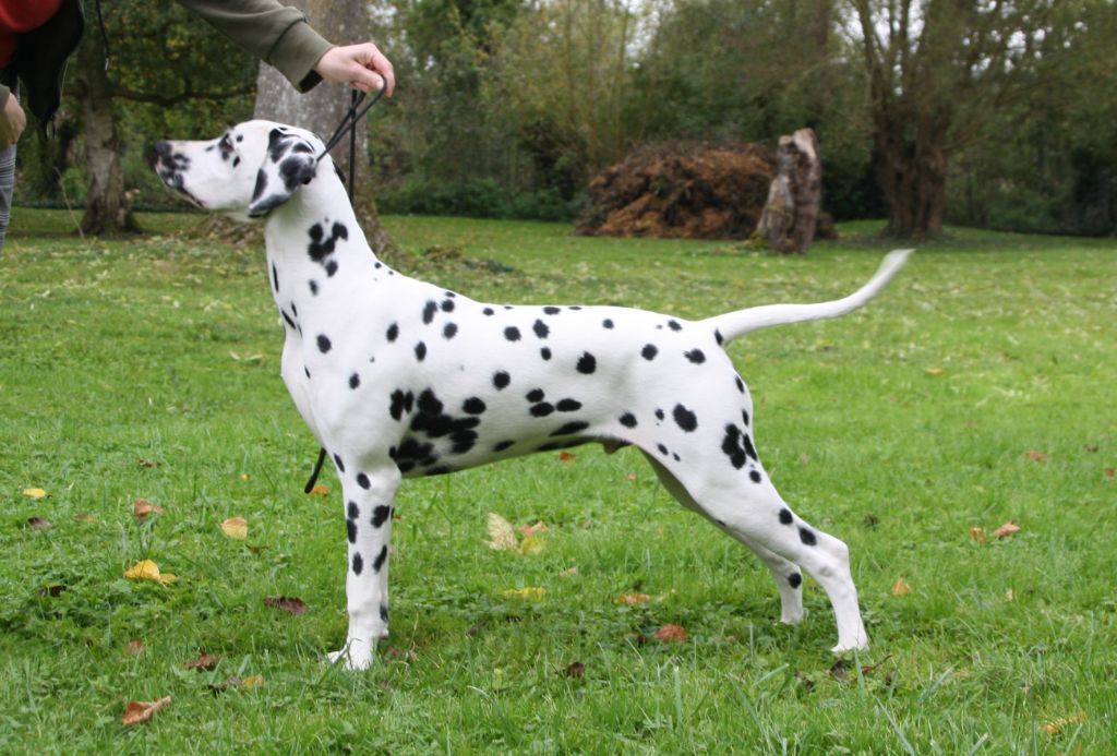 Power Mare aux Buis Spott'ina Heart 6 Mois 1/2