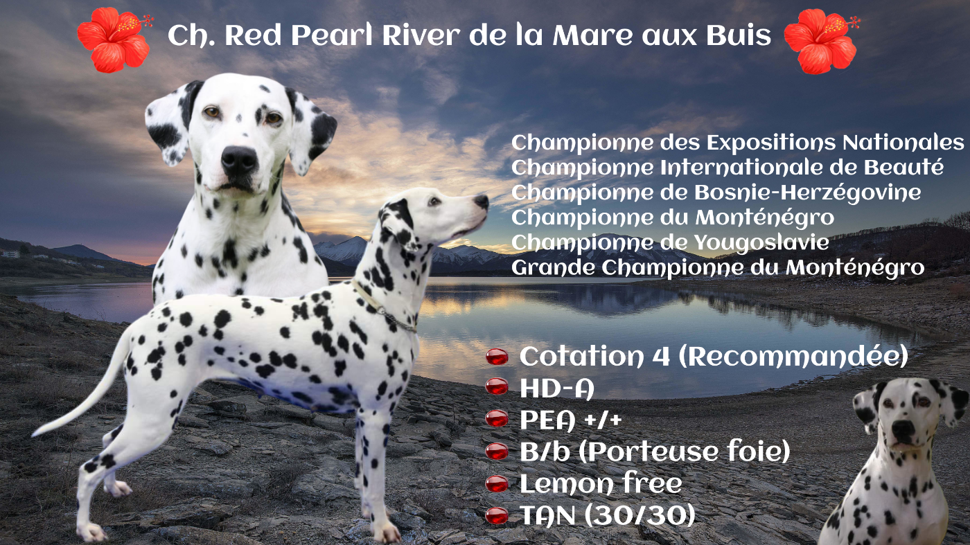 💎 Portée 2026 💎