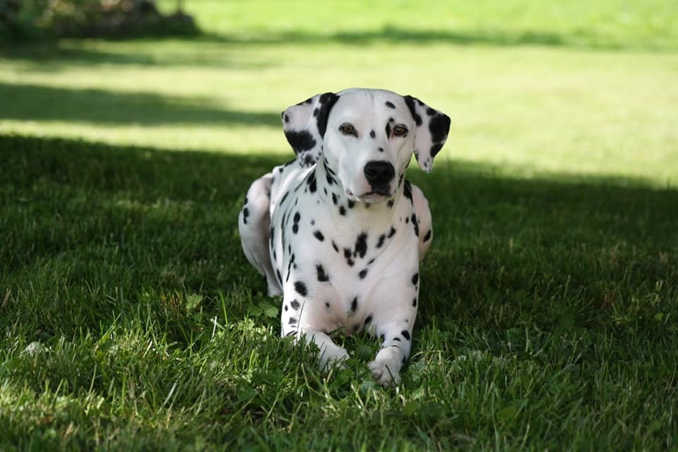 💎 Portée 2026 💎