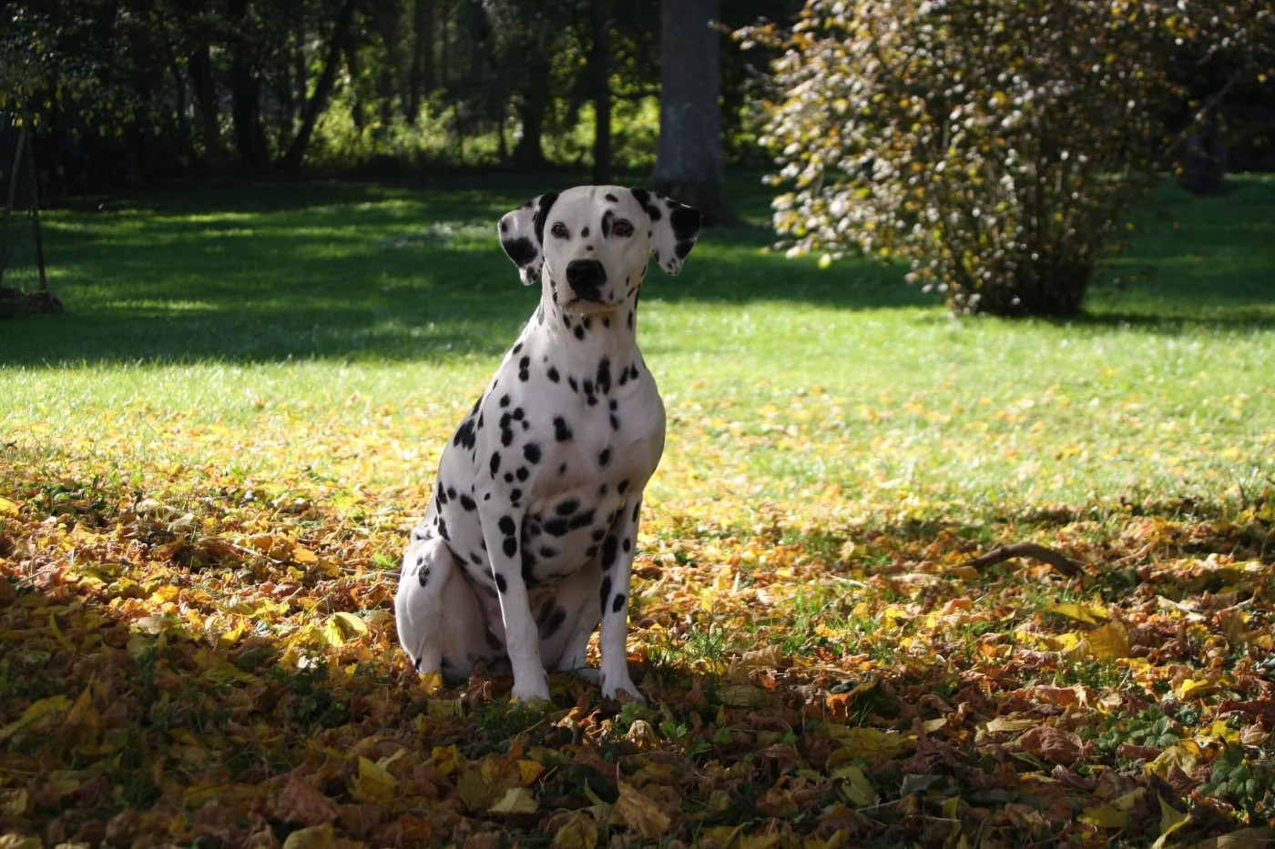 💎 Portée 2026 💎