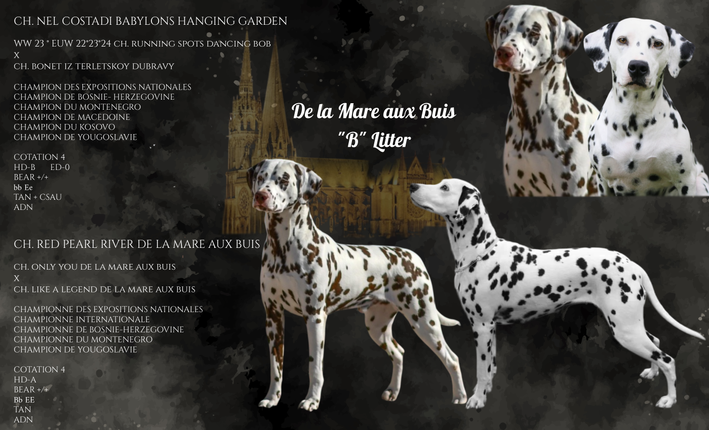 💎 Portée 2026 💎