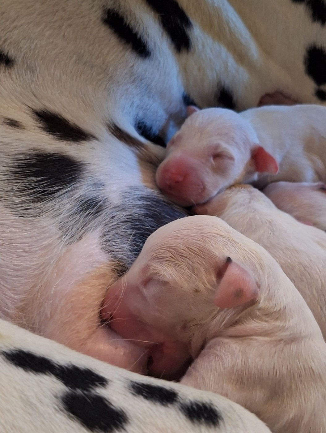 De la mare aux buis - Chiots disponibles - Dalmatien