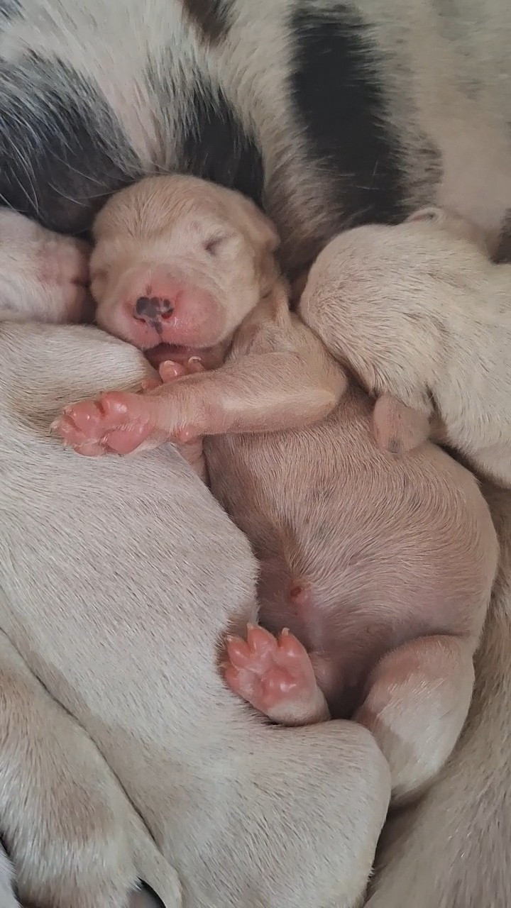 De la mare aux buis - Chiots disponibles - Dalmatien