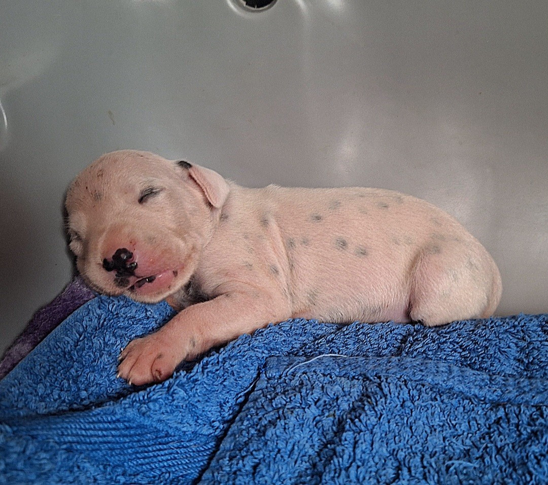 De la mare aux buis - Chiots disponibles - Dalmatien