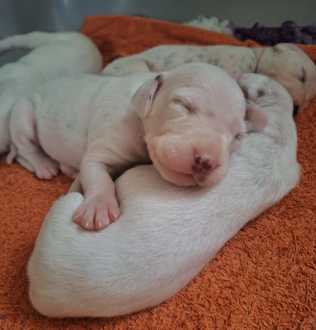 De la mare aux buis - Chiots disponibles - Dalmatien