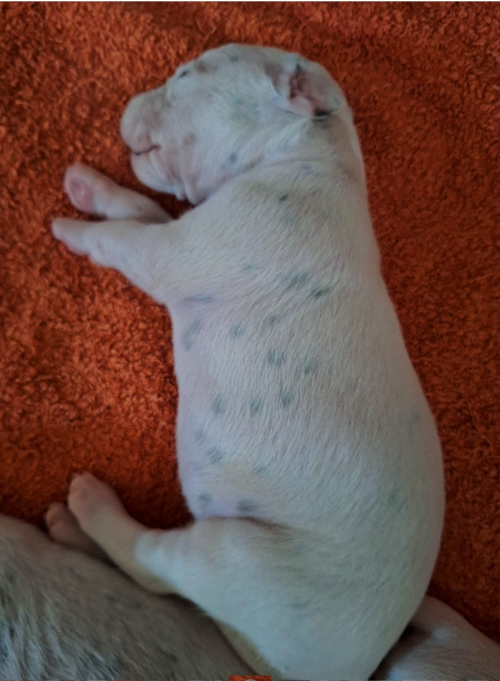 De la mare aux buis - Chiots disponibles - Dalmatien