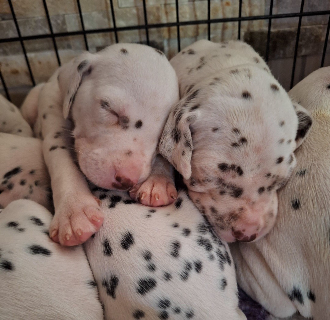 De la mare aux buis - Chiots disponibles - Dalmatien