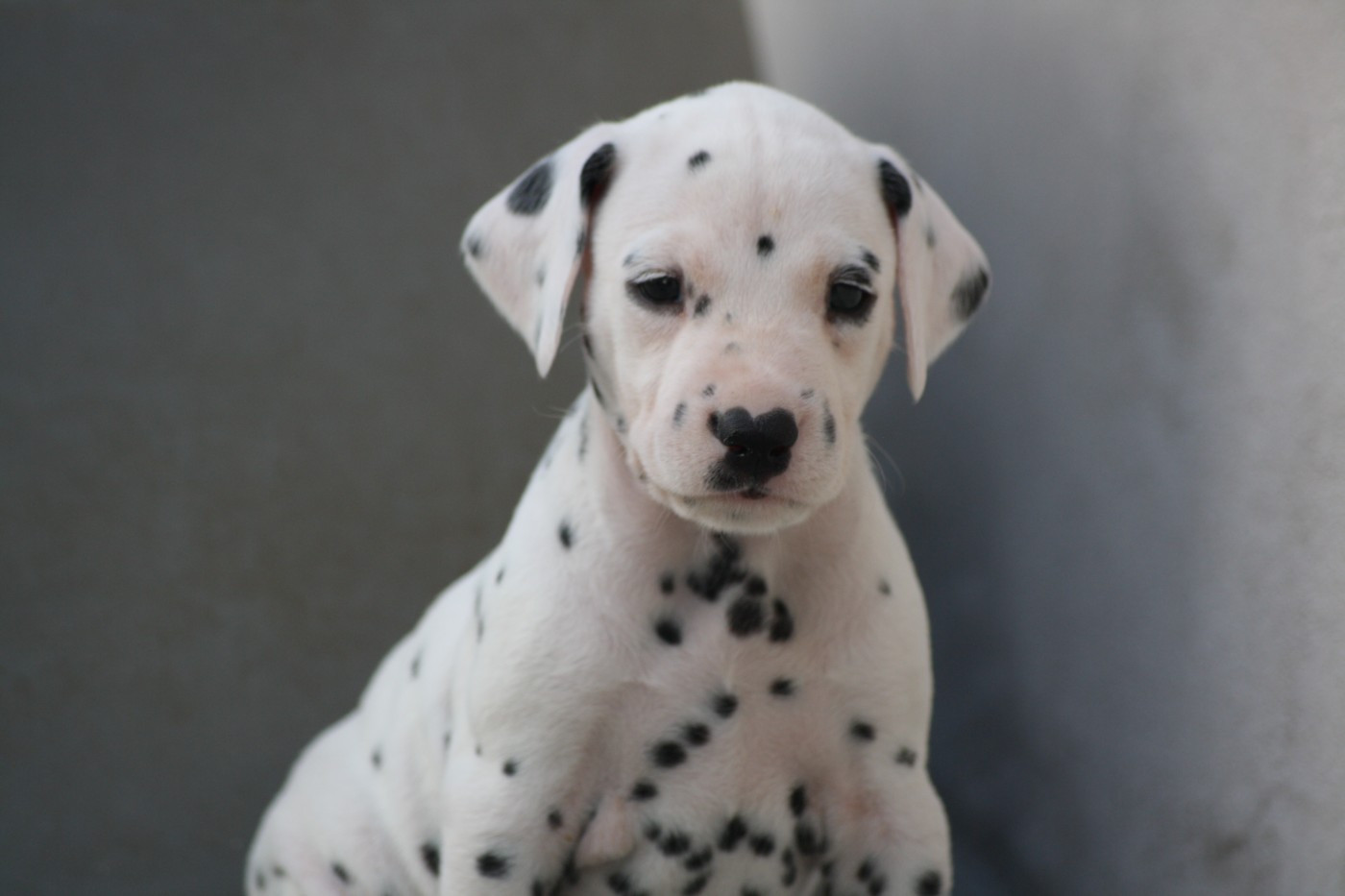 De la mare aux buis - Chiots disponibles - Dalmatien