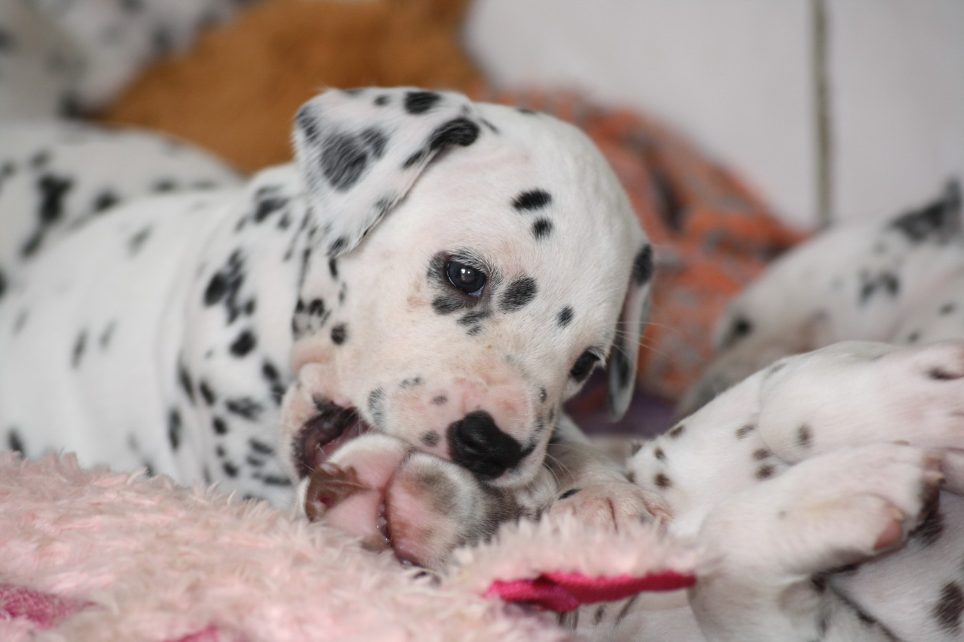 De la mare aux buis - Chiots disponibles - Dalmatien