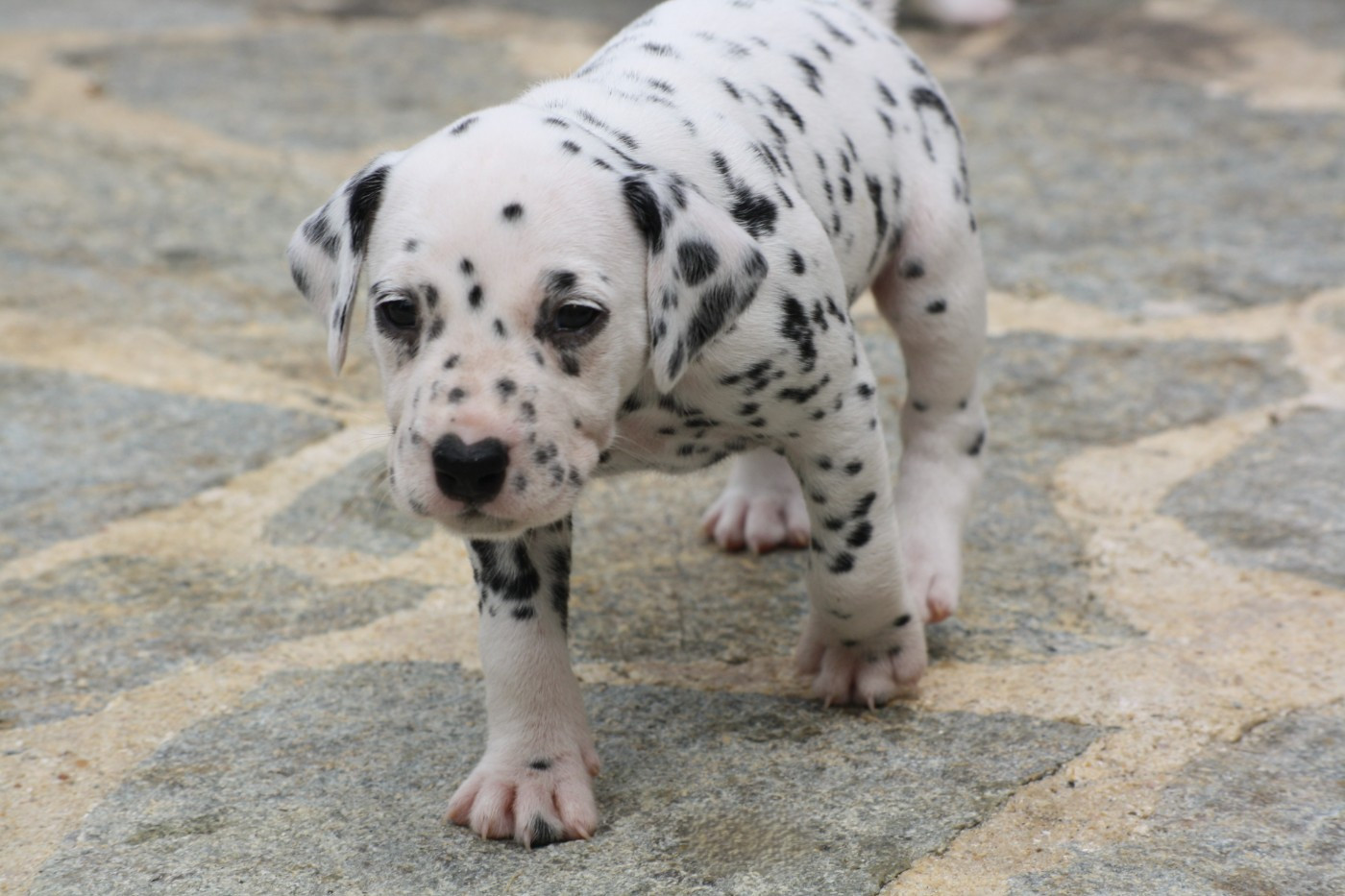 De la mare aux buis - Chiots disponibles - Dalmatien