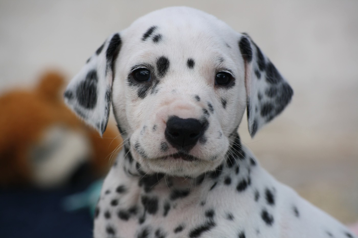 De la mare aux buis - Chiots disponibles - Dalmatien