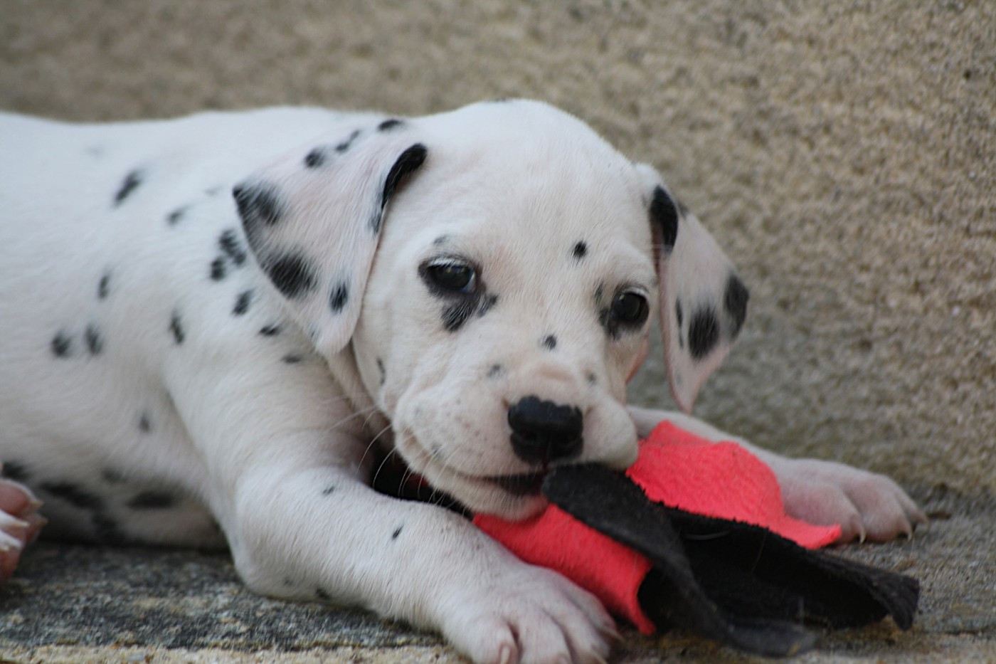 De la mare aux buis - Chiots disponibles - Dalmatien